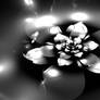 Black and white lotus 8K