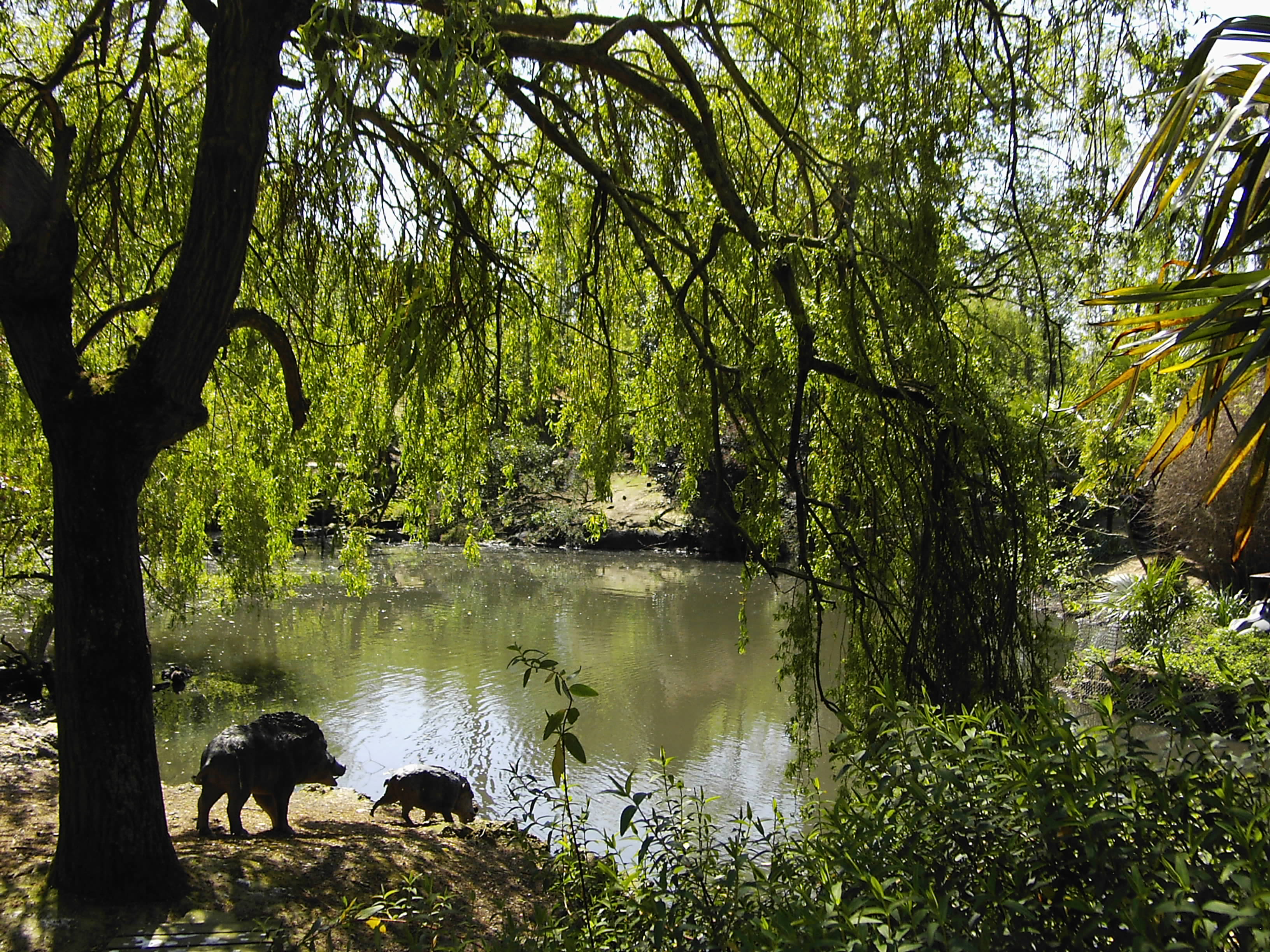 Warthogs by Lake