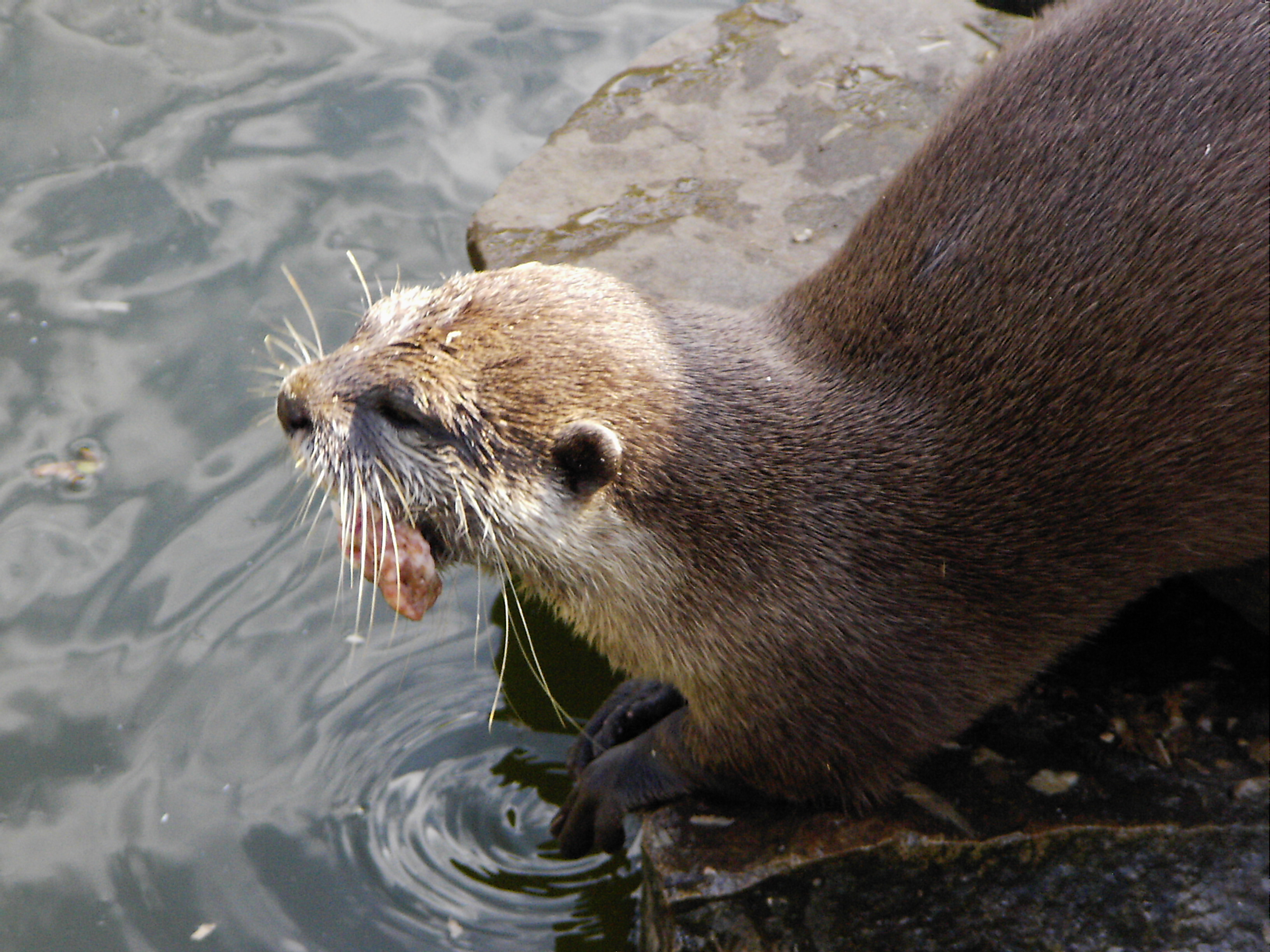 Otter