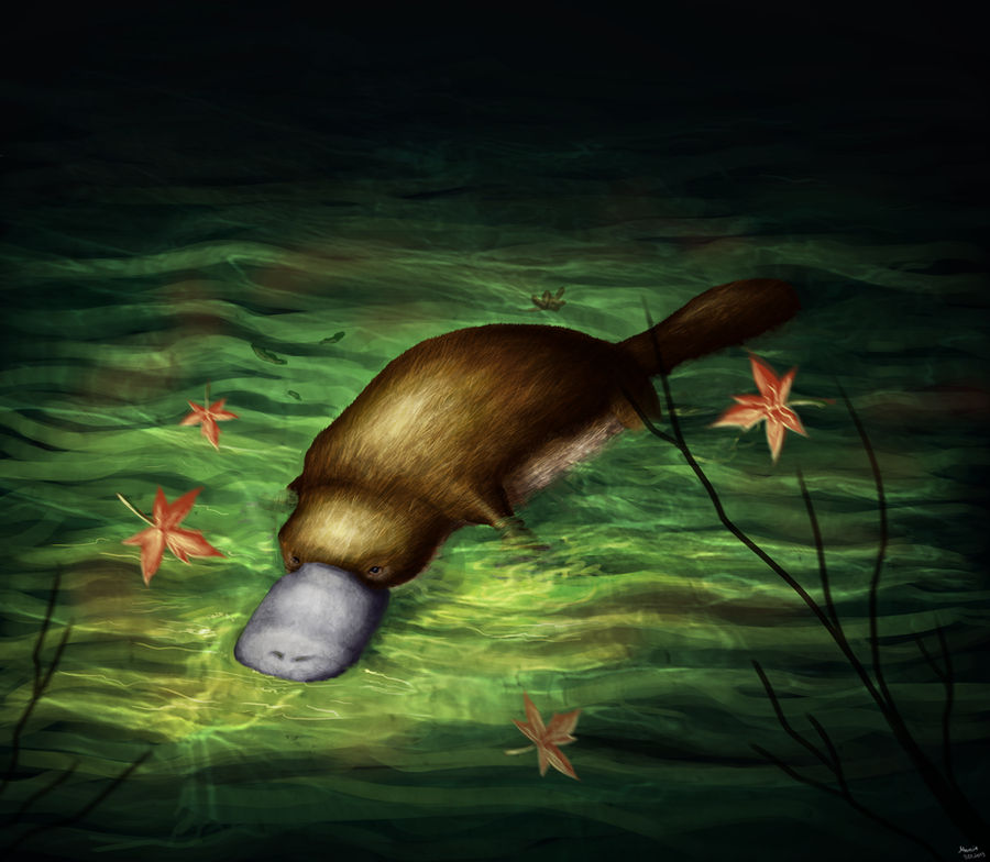 platypus