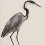 Black-headed Heron