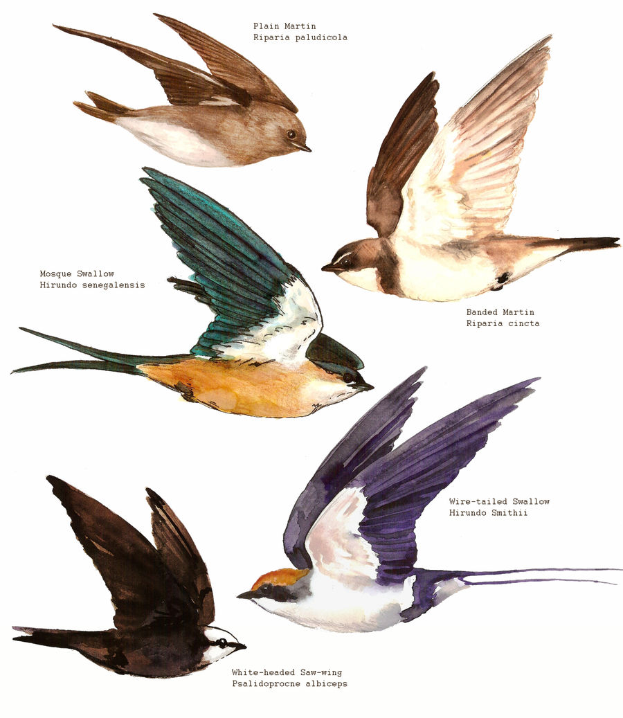 African Martins ans Swallows