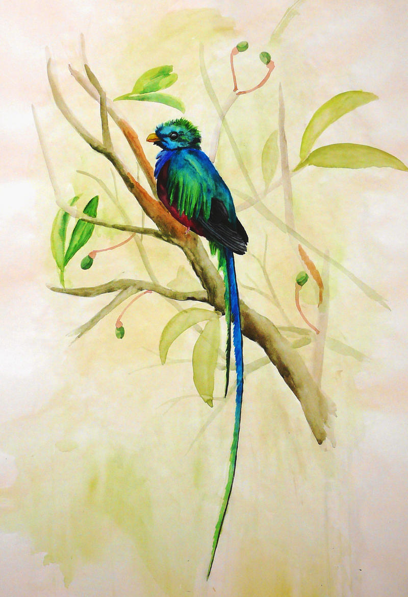 Resplendent Quetzal