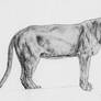 Lioness II