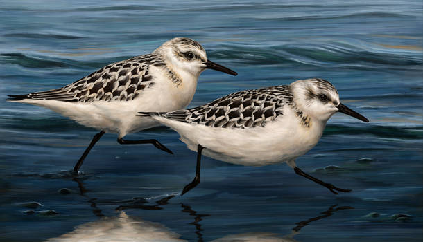 Sanderlings