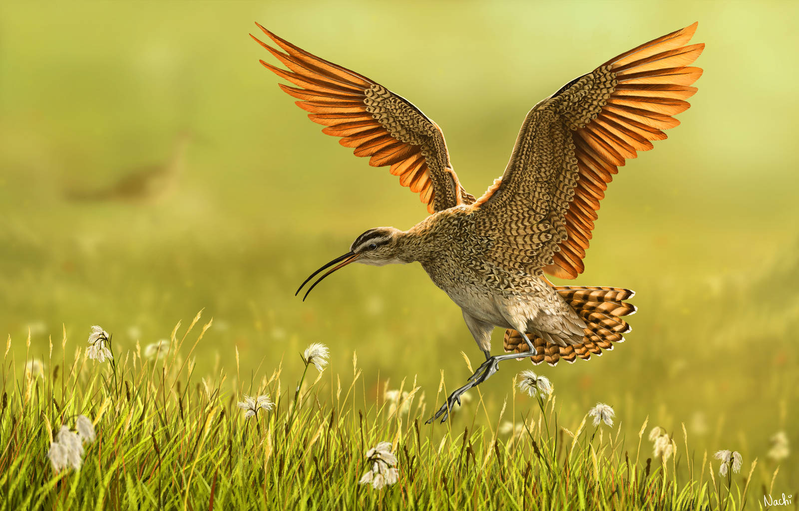 Eskimo Curlew by Nachiii