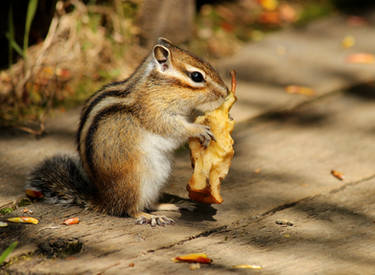 Siberian Chipmunk