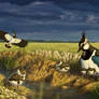 Lapwing Family