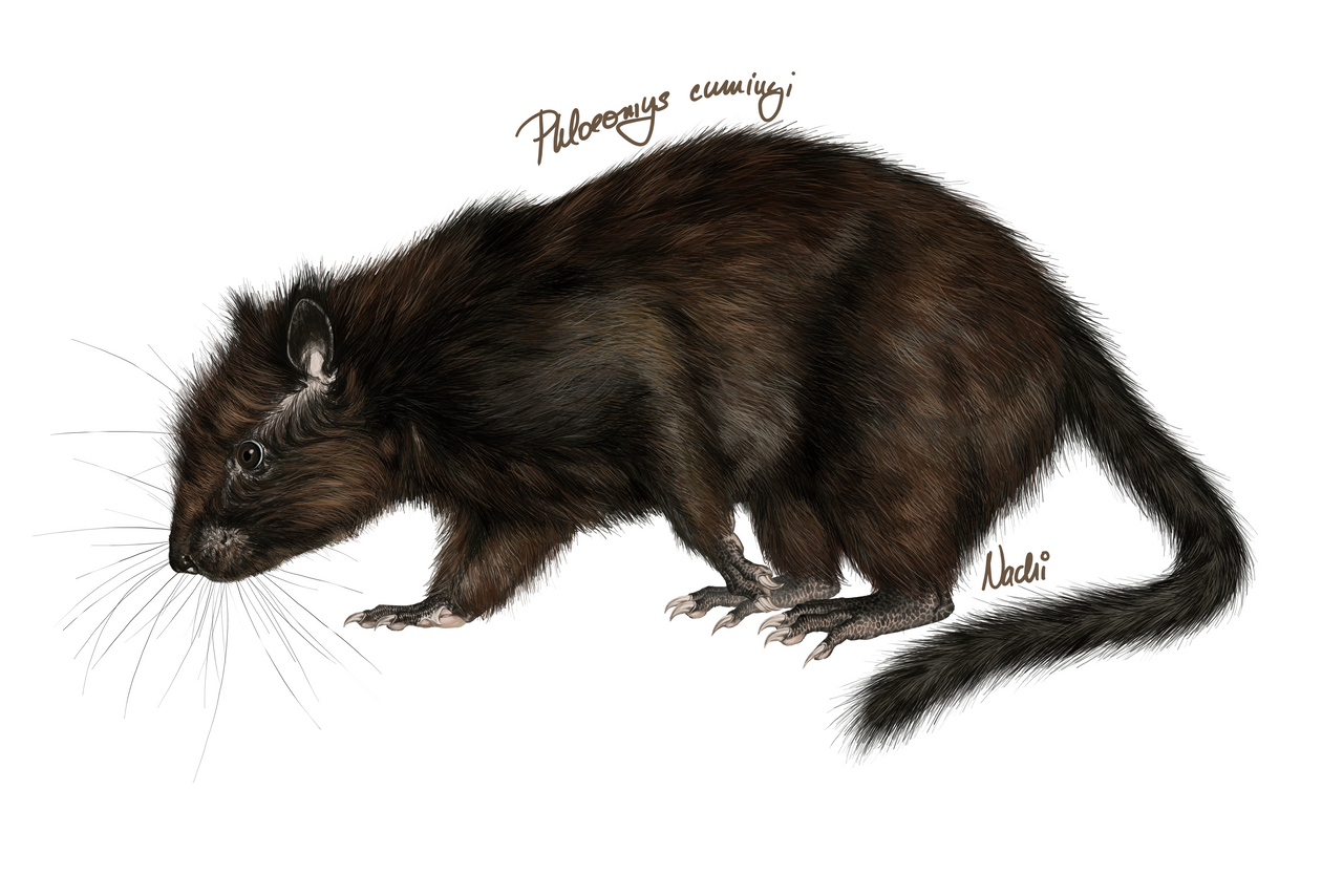 Phloeomys cumingi by Nachiii on DeviantArt