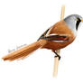 Bearded Reedling