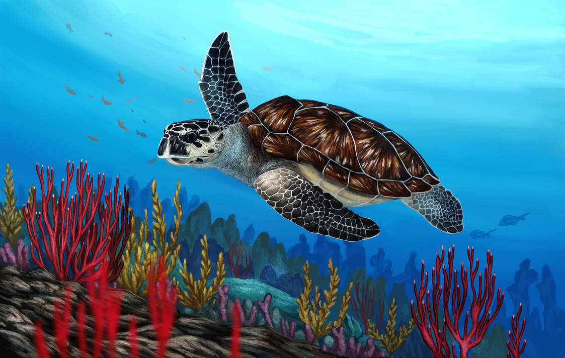 Картинка морская черепаха. Хоксбилл черепаха. Морская черепаха. Черепаха бисса. Морская черепаха для детей.