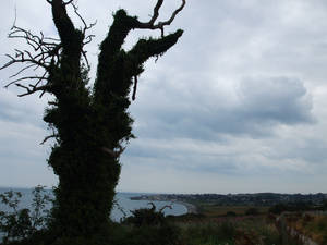 Irish tree, greystones beach