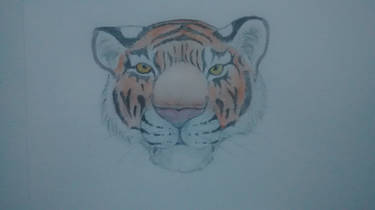 water colour tiger