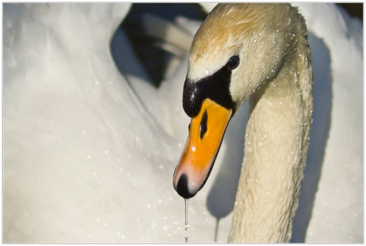 Swan