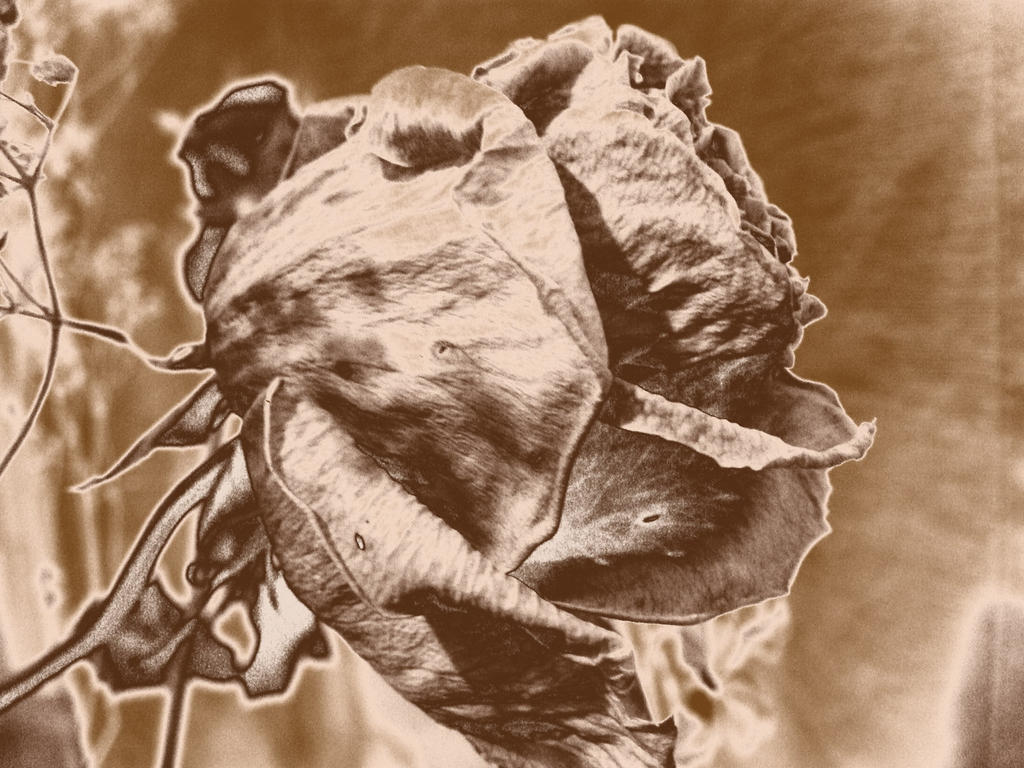 Dead Rose by napolean-hell on DeviantArt