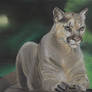 Cougar - Predators in the Wild