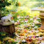 Diana's backyard 2