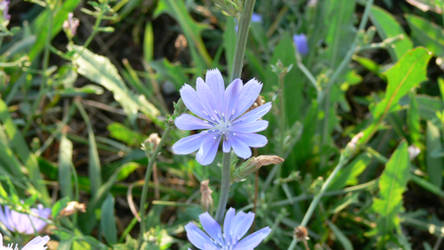 Purple-ish flower