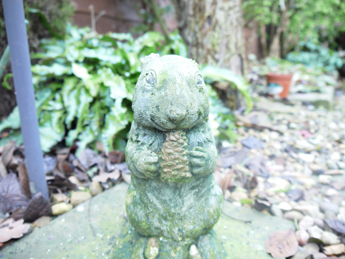 Stone squirrel