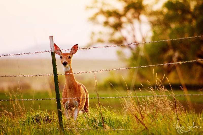 A Deer at Sunset