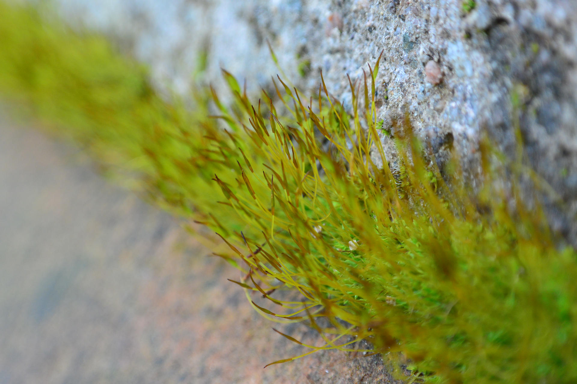 Mossy by himmelskratzer on DeviantArt