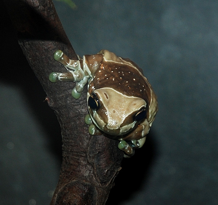 the tree toad