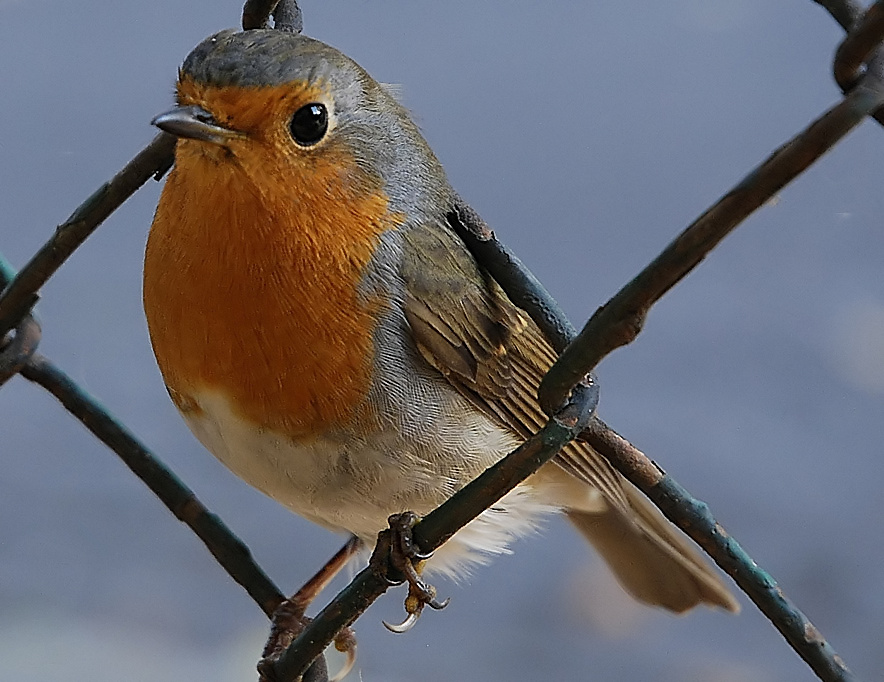 Erithacus rubecula