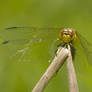 dragonfly3