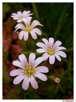 Flowers