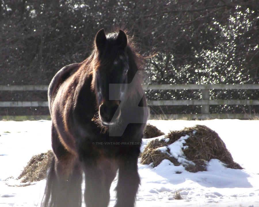 horse in the snow