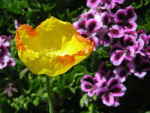 Yellow Purple Contrast Flowers