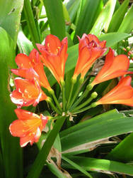 Orange Flowers