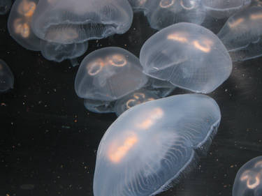 Jellyfish I