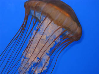 Jellyfish IV