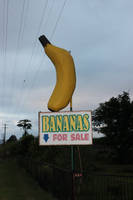 The (not so) Big Banana