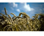 in the wheat by patstome