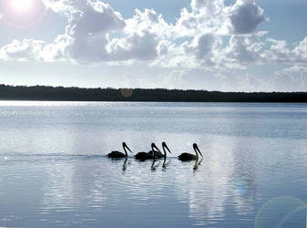 Pelicans