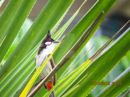 Red-whiskered Bulbul4