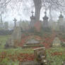 Foggy at the cemetery 7