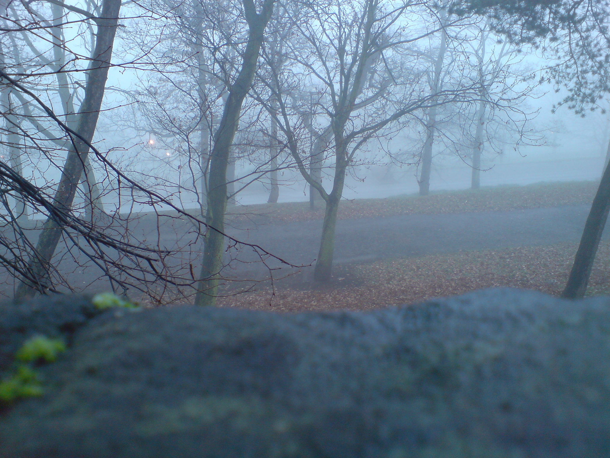 Foggy in the park 4