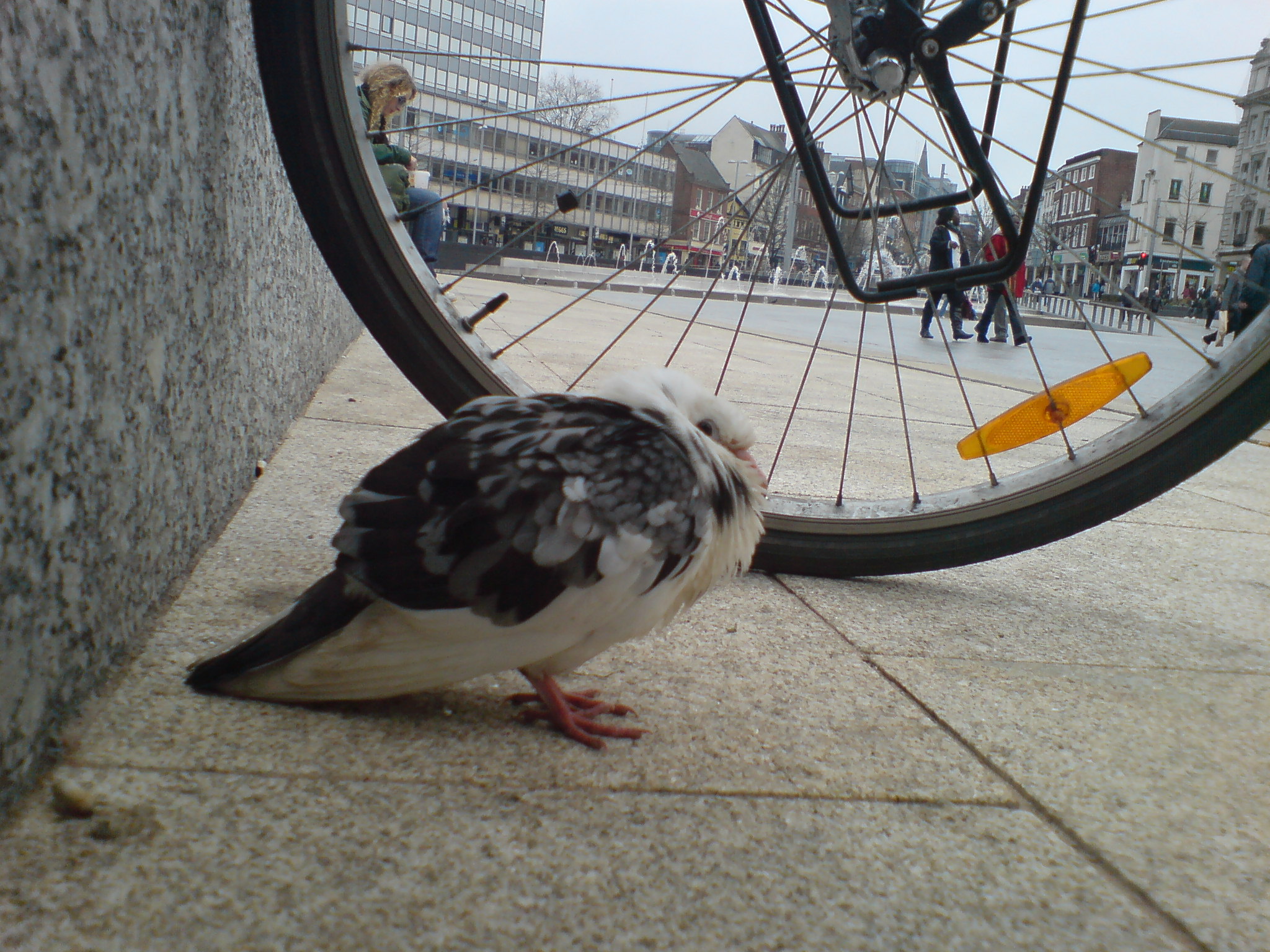 City avian 4d