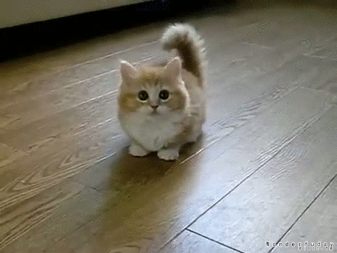 Fluffy confused kitten gif 1