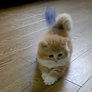 Fluffy confused kitten gif 4