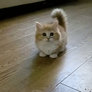 Fluffy confused kitten gif 5