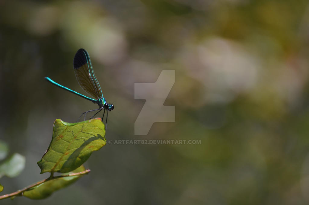 Damsel in Green