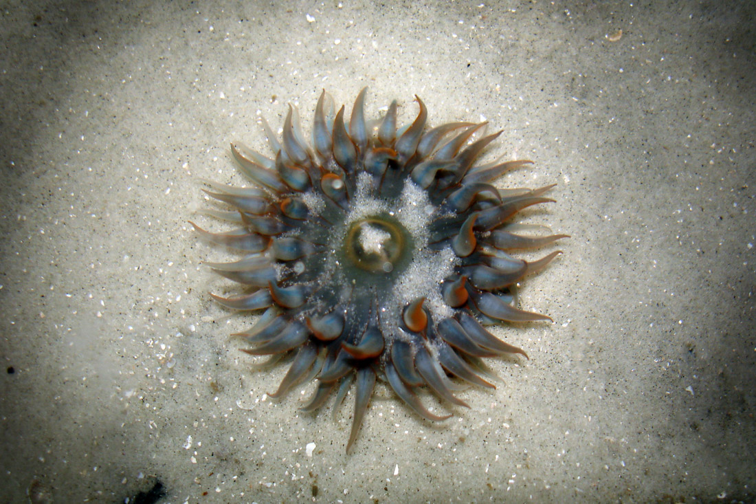 Sea Anemone