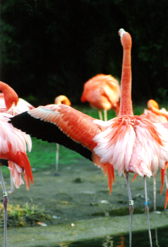 lawn ornaments II