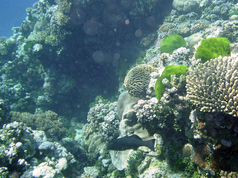 wheeler reef I