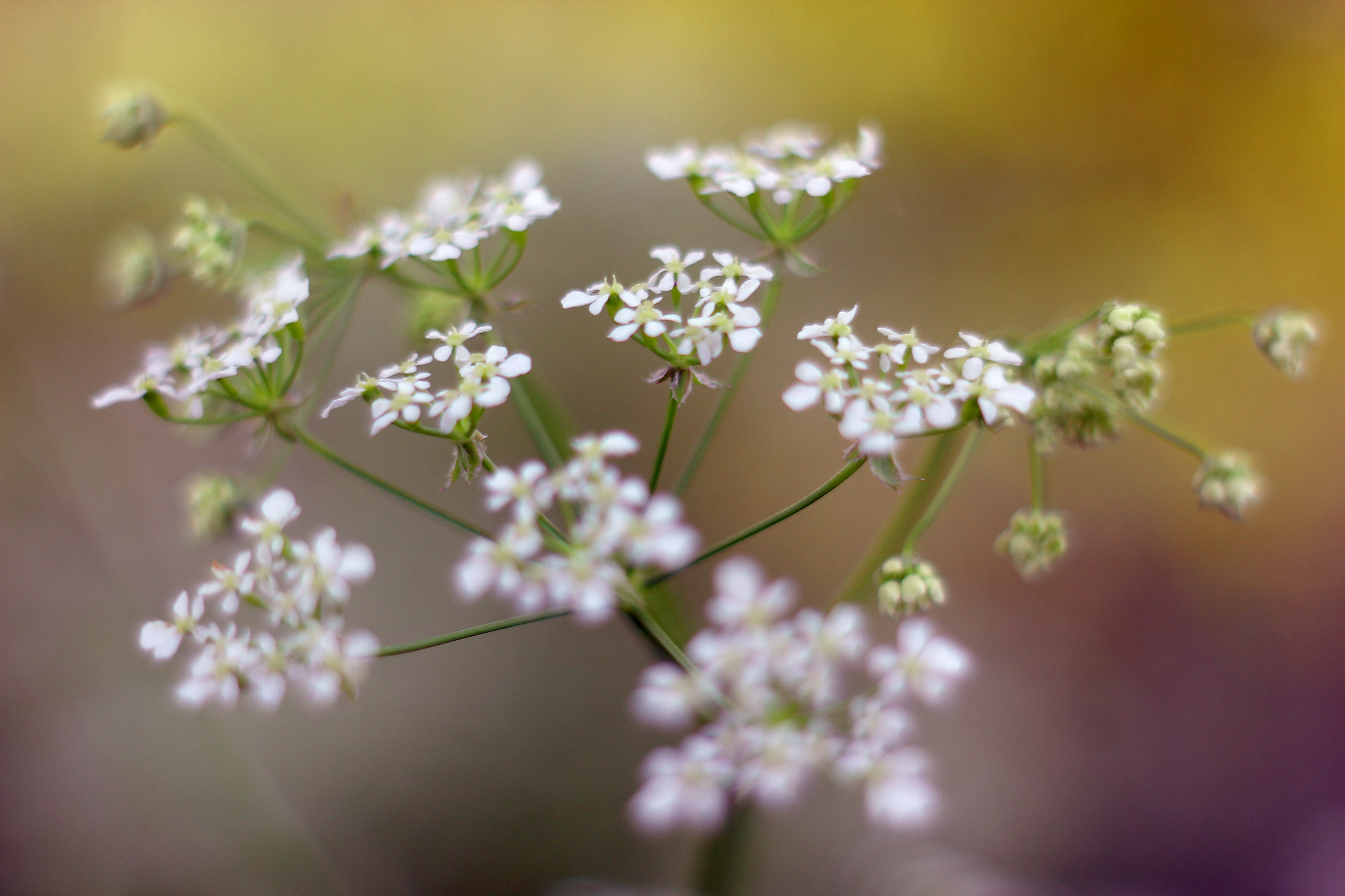 Summer-time bloom