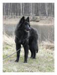 belgian shepherd 002 by yulis